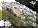 2-015_ 07-03`1715_ Mt. Pilatus.jpg (175708 bytes)